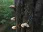Bükkfa-tapló (Fomes fomentarius), Budai-hegység